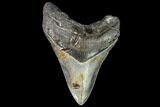 Fossil Megalodon Tooth - North Carolina #108900-1